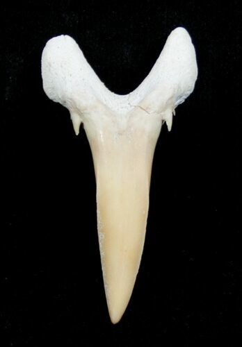 Carcharias (Extinct Sand Tiger) Shark Tooth - Eocene #3419